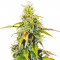 Семена сорта Auto Sweet Bourbon Kush fem (Dutch Passion)