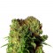 Семена сорта Dutch Dragon fem (Paradise Seeds)