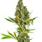 Семена сорта Sweet Cheese F1 Fast Version fem (Sweet Seeds)