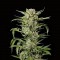 Семена сорта Auto MASS fem