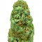 Семена сорта Amnesia Ganja Haze reg (Sumo Seeds)