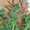 Семена сорта Blueberry Bliss Auto Fem (Vision Seeds)
