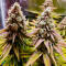 Семена сорта Bruce Banner × Pineapple (7CH Seeds & Cali Buds Seeds)