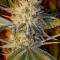 Семена сорта CBD Kong's Kush fem (Sumo Seeds)