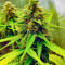 Семена сорта Do-Si-Dos Cookies fem (00 Seeds)