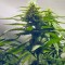 Семена сорта Grape Ape fem (Barney's Farm)