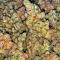 Семена сорта Sticky Sherbert GG fem (Seedkeepers)