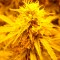 Семена сорта Super Skunk Auto Fem (Vision Seeds)
