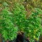Семена сорта Thai Fantasy Max Auto fem