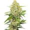 Семена сорта Guava Auto RF3 fem (FastBuds)