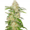 Семена сорта TnT Trichome fem (Dutch Passion)