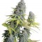 Семена сорта Big Foot fem (Sweet Seeds)