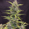 Семена сорта Auto Glueberry O.G. fem (Dutch Passion)