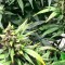 Семена сорта Dizzy Lights Auto fem (Dr. Krippling Seeds)