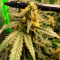 Семена сорта Do-Si-Dos Cookies fem (00 Seeds)