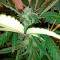 Семена сорта Industrial Plant Autoflowering CBD fem