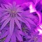 Семена сорта Sterling Haze (Super Silver Haze) reg (Nirvana Seeds)