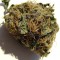 Семена сорта The Doctor fem (Green House Seeds)