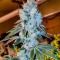 Семена сорта Voilà AUTO Rbx5 fem (Ethos Genetics)