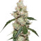 Микс семян конопли Medical Collection 8 (World of Seeds)