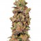 Семена сорта Pink Plant fem