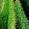 Семена сорта Afgooey fem (Strain Hunters)