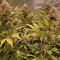 Семена сорта Banana Purp fem (Medical Seeds)