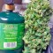Сорт марихуаны Blue Kush Autoflowering 