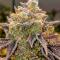 Семена сорта Bubble Gummy Auto fem (Ethos Genetics)