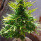 Семена сорта El Alquimista Auto fem (Samsara Seeds)