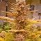 Семена сорта Smile fem (Kannabia Seed Company)