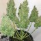 Семена сорта Smokin Gun Auto fem (Dr. Krippling Seeds)