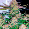 Семена сорта Super Glue #4 Auto fem (High Speed ​​Buds)