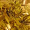 Семена сорта Super Skunk fem (Nirvana Seeds)