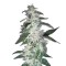 Семена сорта Alaskan Ice fem