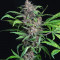Семена сорта Auto Blackberry Kush fem (Dutch Passion)