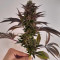 Семена сорта Banana Purp fem (Medical Seeds)