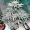 Семена сорта Bubba Kush Autoflowering fem (Dinafem Seeds)