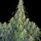 Семена сорта CBD-Chronic fem (Serious Seeds)