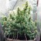 Семена сорта Delahaze fem (Paradise Seeds)