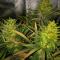 Семена сорта Durban Poison Auto fem (Семяныч)