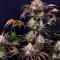 Семена сорта Frostbanger Auto F4 fem (FastBuds)
