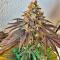 Семена сорта Insane OG