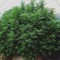 Семена сорта LA Ultra fem (Resin Seeds)
