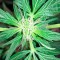 Семена сорта Moby Dick Autoflowering fem (Dinafem Seeds)