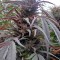 Семена сорта Purple Afghan Kush fem (Dinafem Seeds)