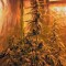Семена сорта Botafumeiros fem (Sweet Seeds)