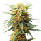 Семена сорта Auto Fire DOG fem (Advanced Seeds)