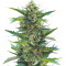 Семена сорта Gorilla Cookies Fast fem (High Speed ​​Buds)
