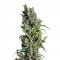 Семена сорта Eldorado fem (Nirvana Seeds)
